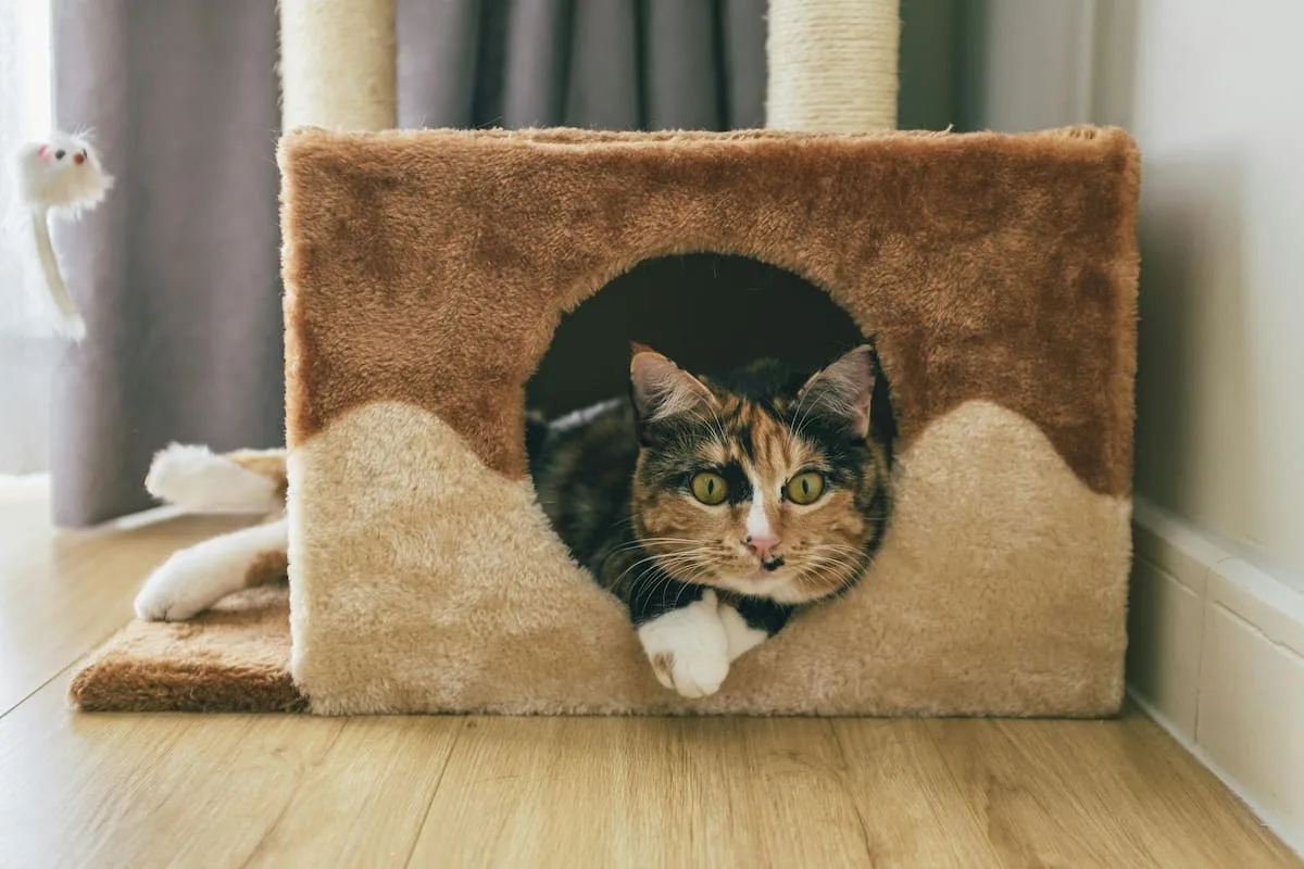 Cuánto tiempo puede quedarse solo un gato en casa