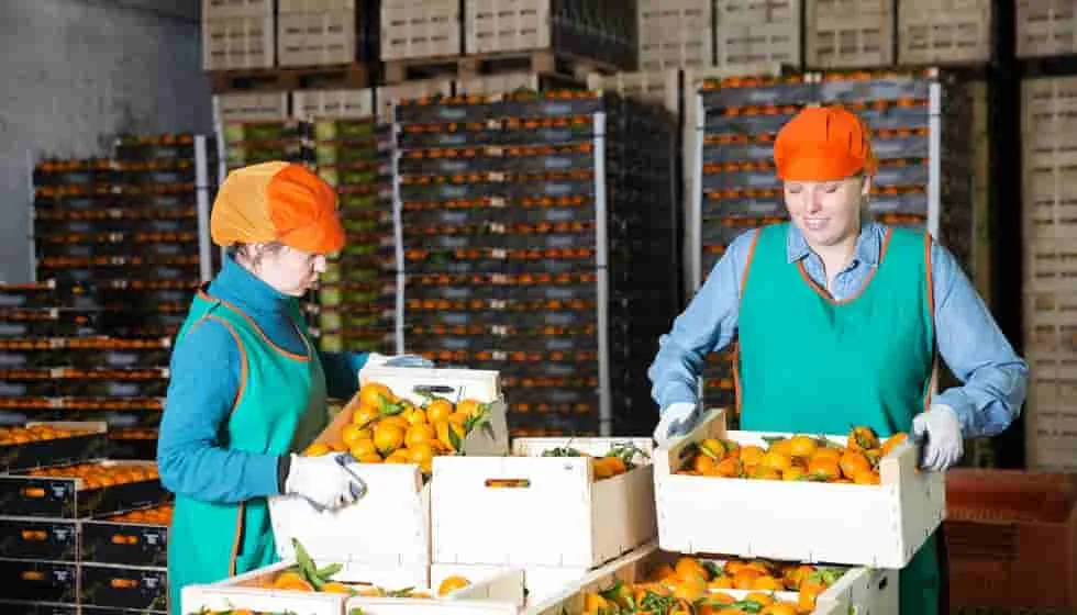 La importancia de la sostenibilidad en la industria alimentaria y el movimiento hacia la agricultura orgánica.